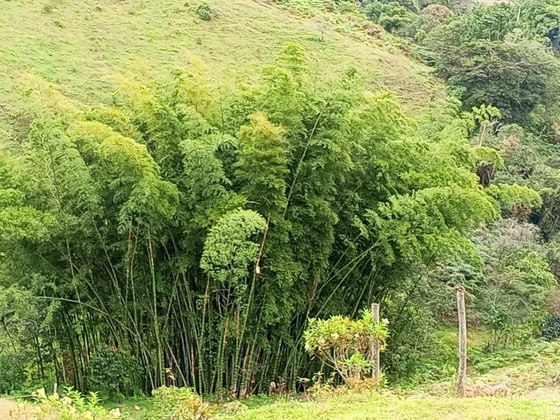 Lote en venta ubicado en Rionegro